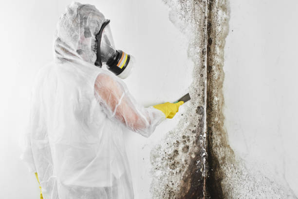 Best Mold Testing and Inspection Services in Longtown, OK