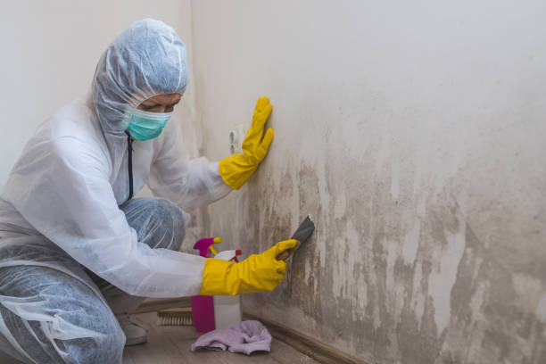 Best Residential Mold Remediation in Longtown, OK