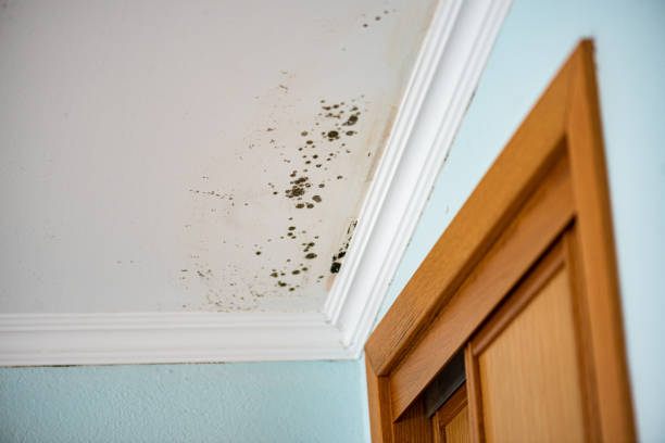 Best Commercial Mold Remediation in Longtown, OK