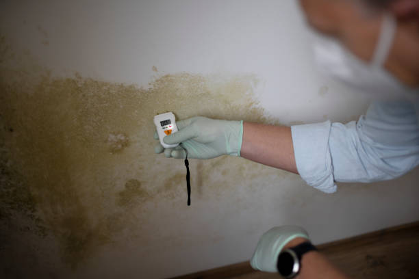 Best Health and Safety Mold Remediation in Longtown, OK