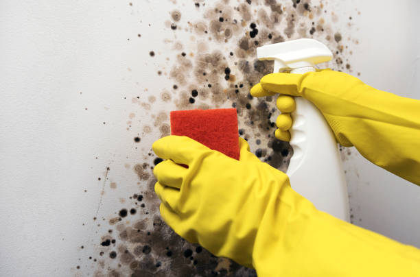 Best Localized Mold Remediation (e.g., coastal areas, humid climates) in Longtown, OK