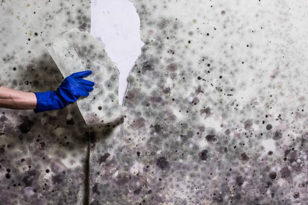 Best Residential Mold Remediation in Longtown, OK