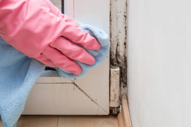 Best Black Mold Remediation in Longtown, OK