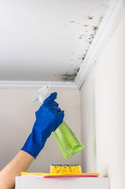 Best Bathroom Mold Remediation in Longtown, OK
