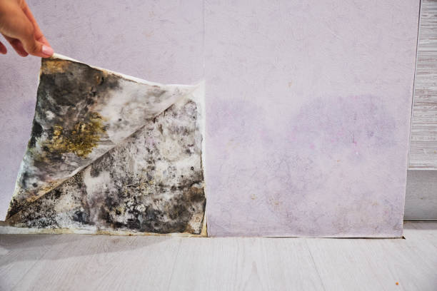 Best Commercial Mold Remediation in Longtown, OK